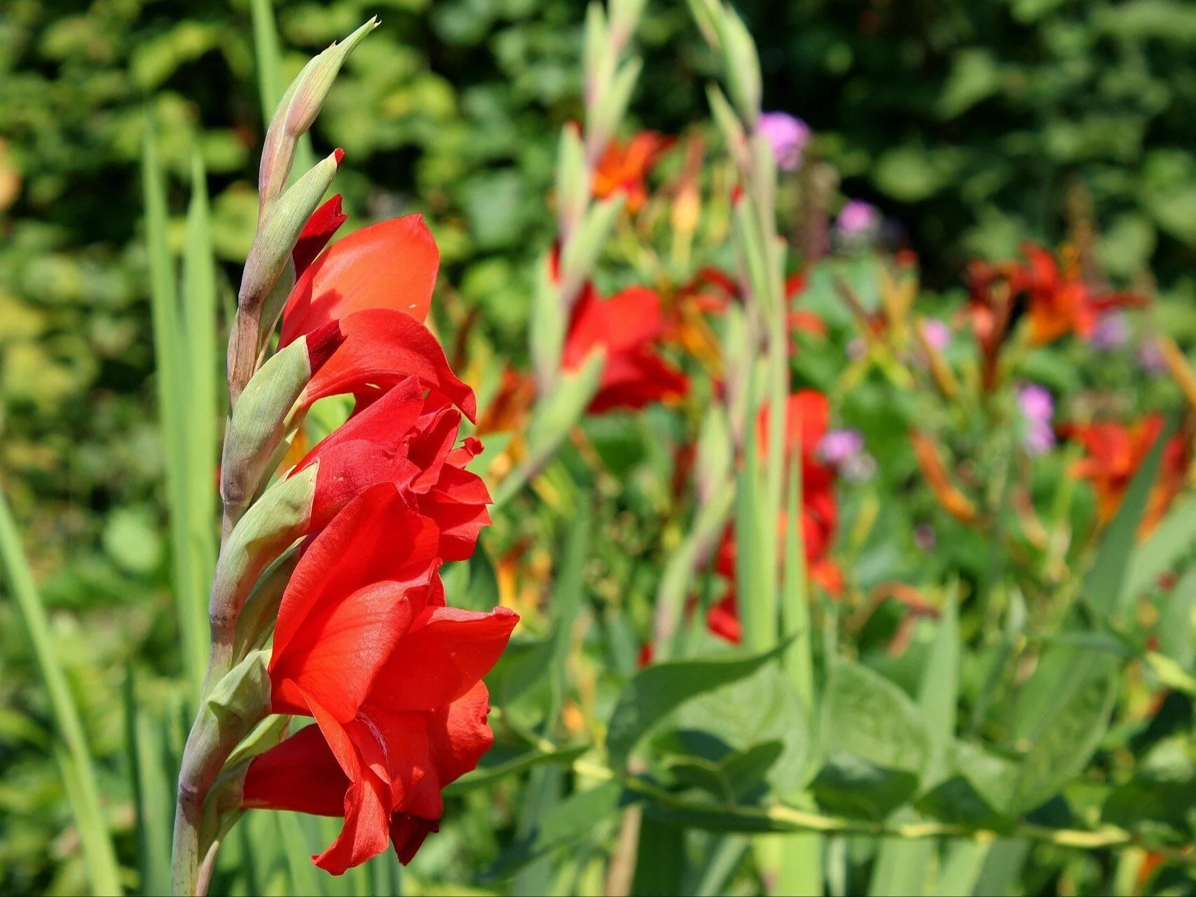 Mieczyki (gladiole) w ogrodzie