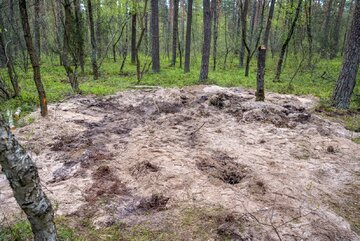 Miejsce znalezienia szczątków niezidentyfikowanego obiektu wojskowego w lesie w okolicach miejscowości Zamość k. Bydgoszczy