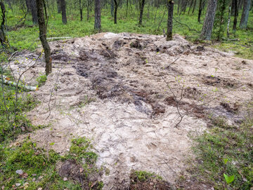 Miejsce znalezienia szczątków niezidentyfikowanego obiektu wojskowego w lesie w okolicach miejscowości Zamość