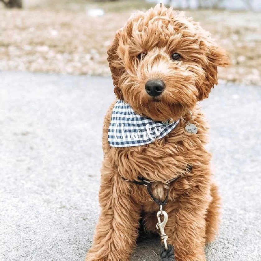 Double Doodle - połączenie goldendoodle i labradoodle