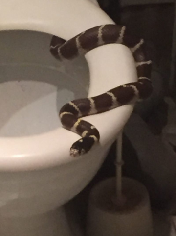 Mieszkanka Oławy znalazła w toalecie węża