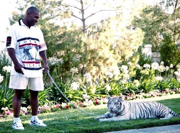Mike Tyson ze swoim tygrysem