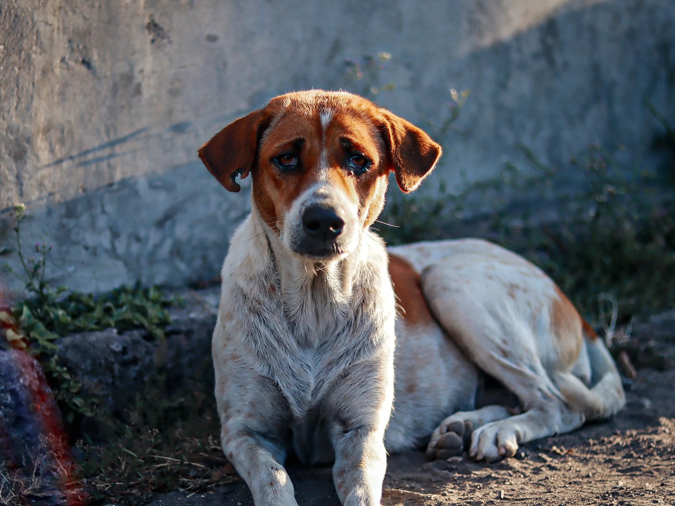 Bezdomny pies, zdjęcie ilustracyjne