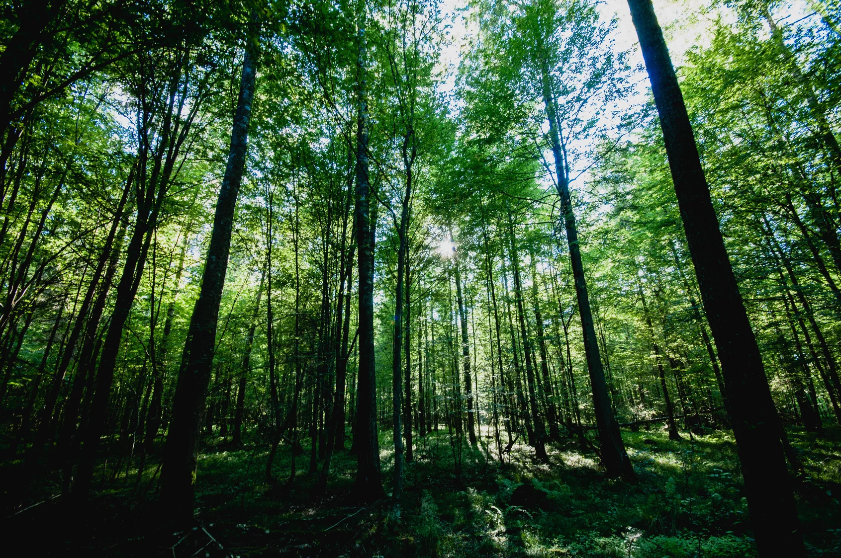 Puszcza Białowieska