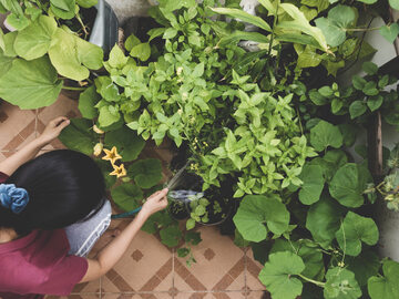 Miniogród warzywny na balkonie