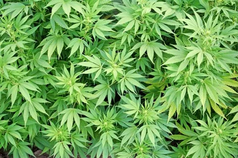 Mężczyznę, który przewoził w samochodzie około pięciu kilogramów marihuany zatrzymali w okolicach Bolesławca funkcjonariusze Centralnego Biura Śledczego (fot. sxc.hu)
