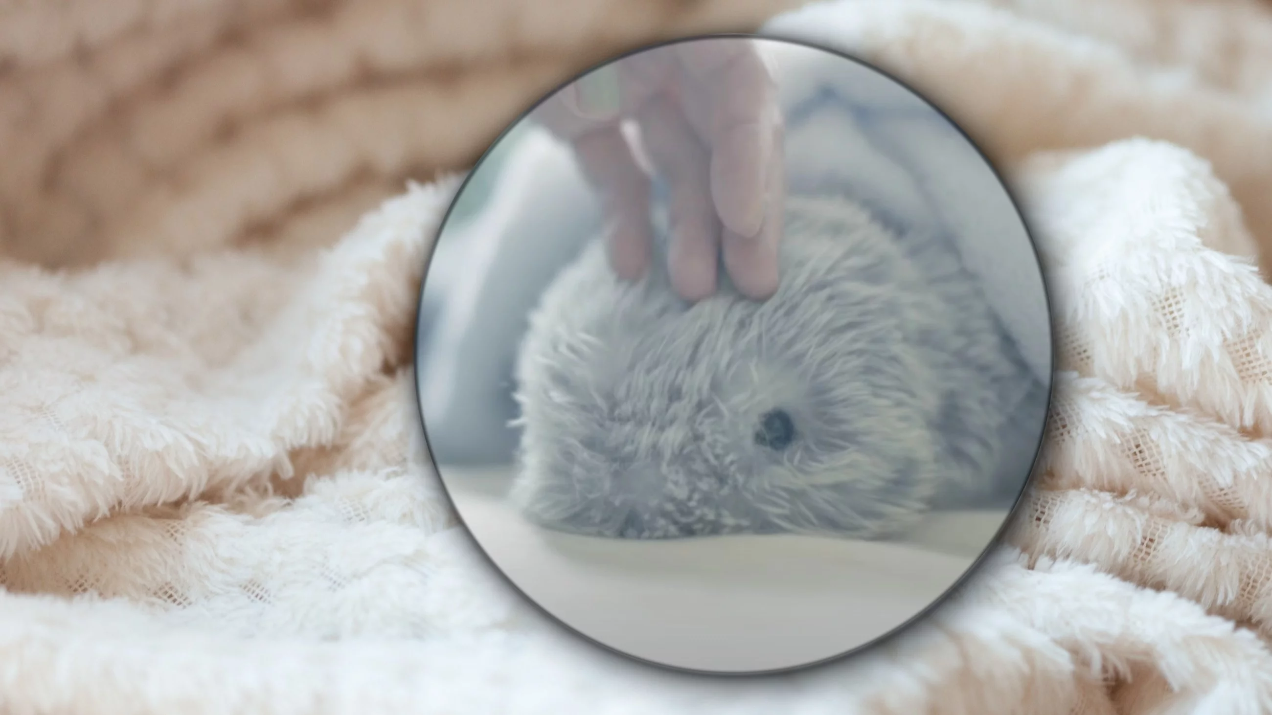 Moflin, zdjęcie ilustracyjne