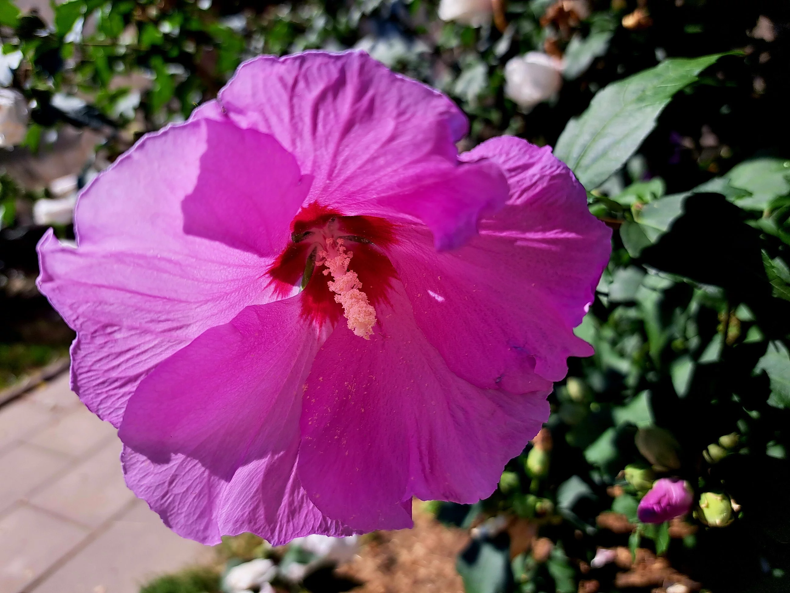 Ketemia syryjska, hibiskus ogrodowy