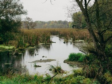 Mokradła/zdj. poglądowe