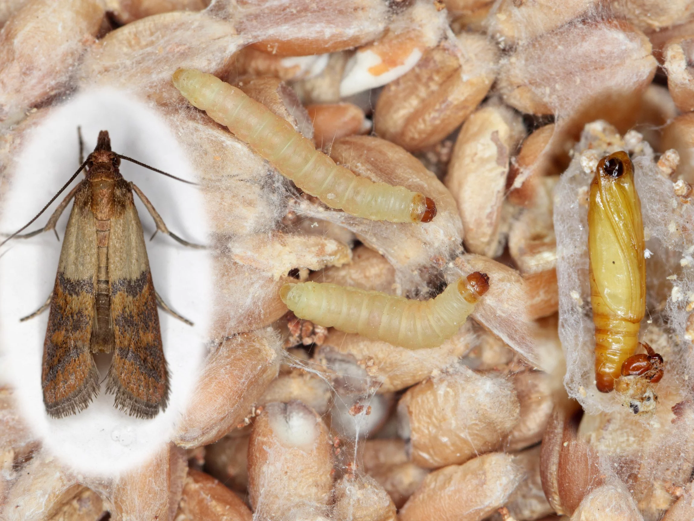 Mole spożywcze najczęściej pojawiają się w pobliżu produktów sypkich. Aby się ich pozbyć, trzeba znaleźć źródło infestacji