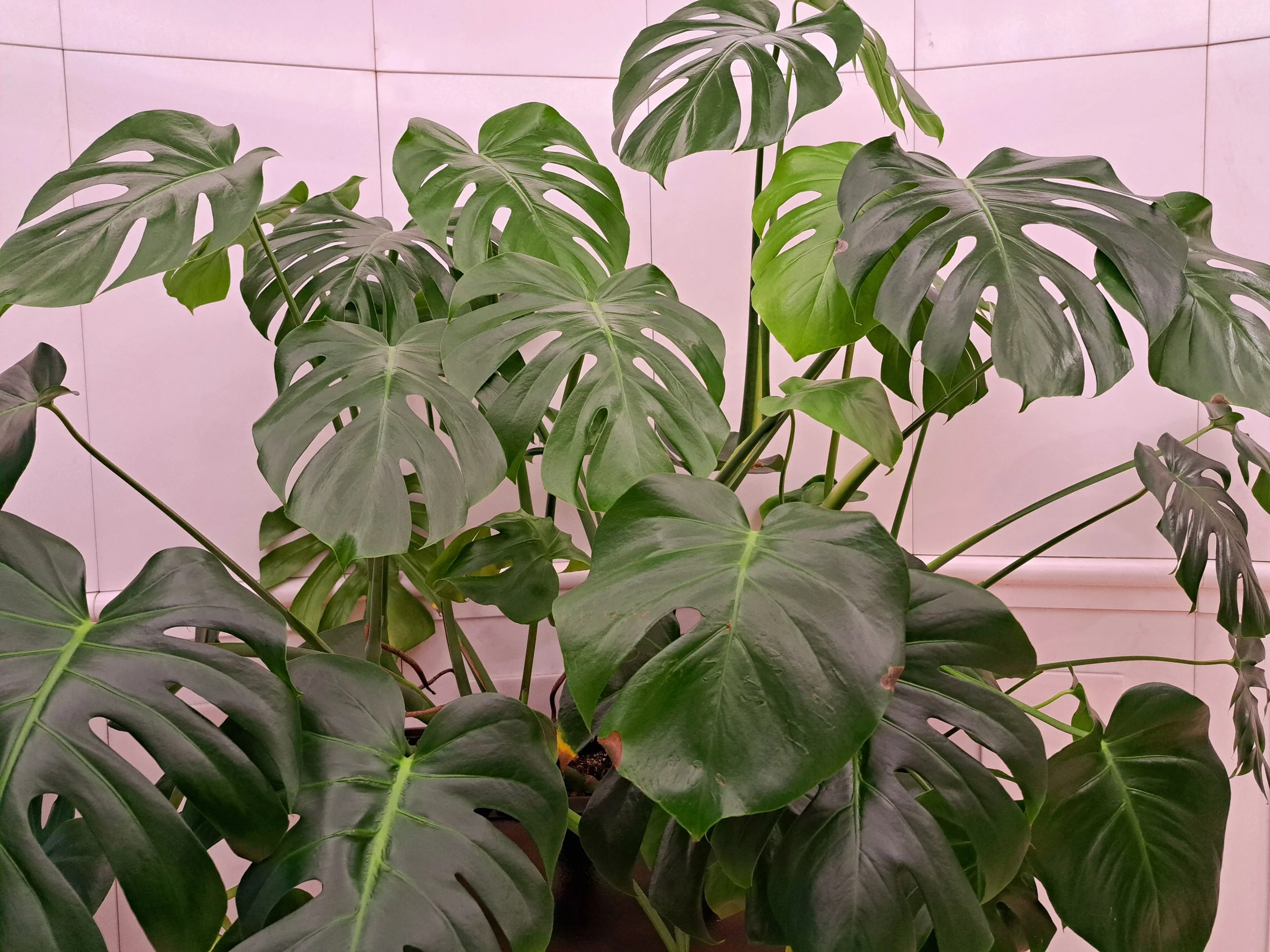 Monstera