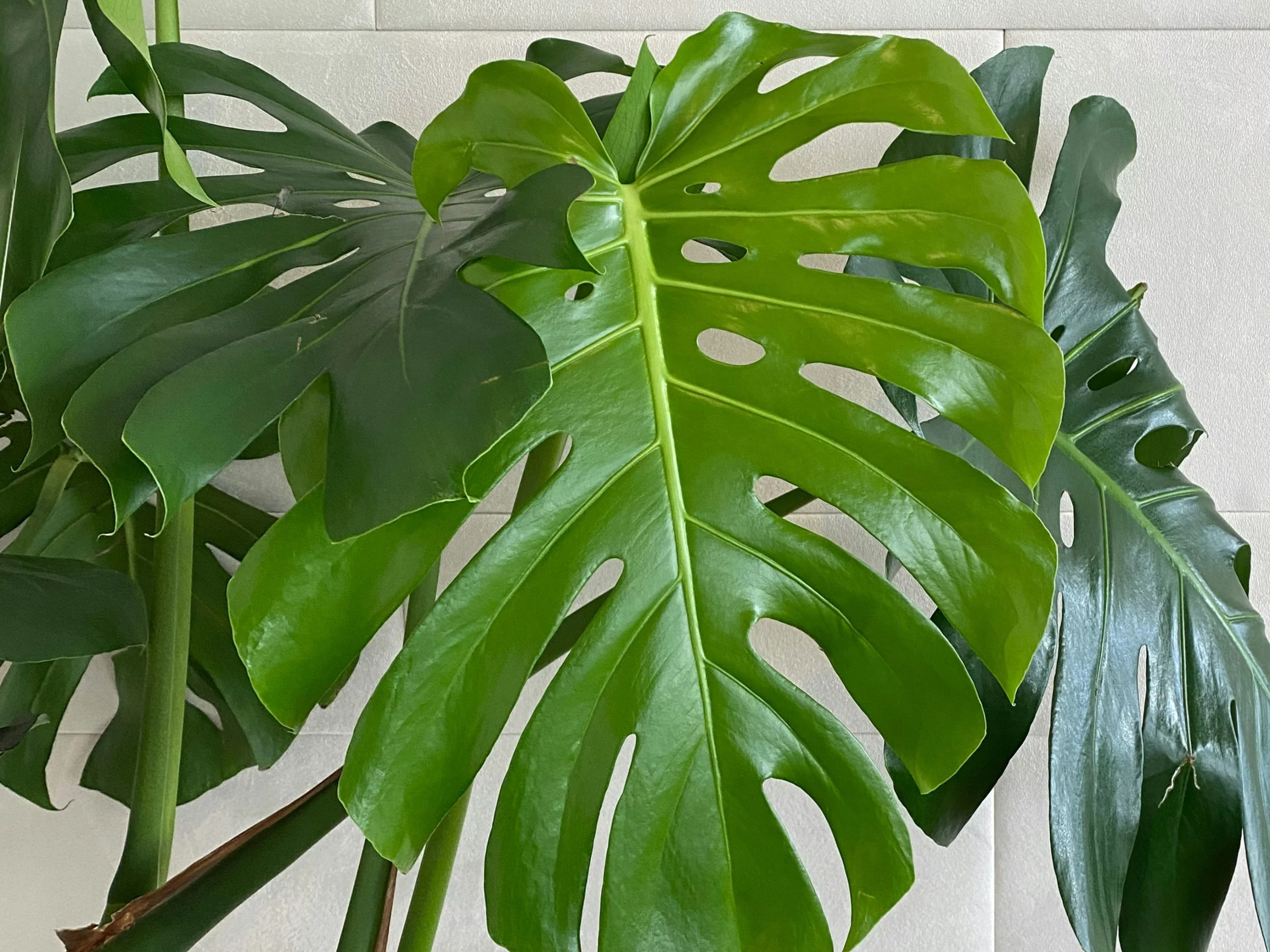 Monstera