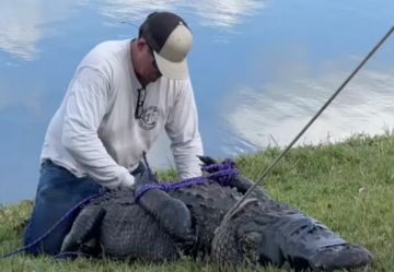 Morderczy aligator zabezpieczony przez lokalne służby