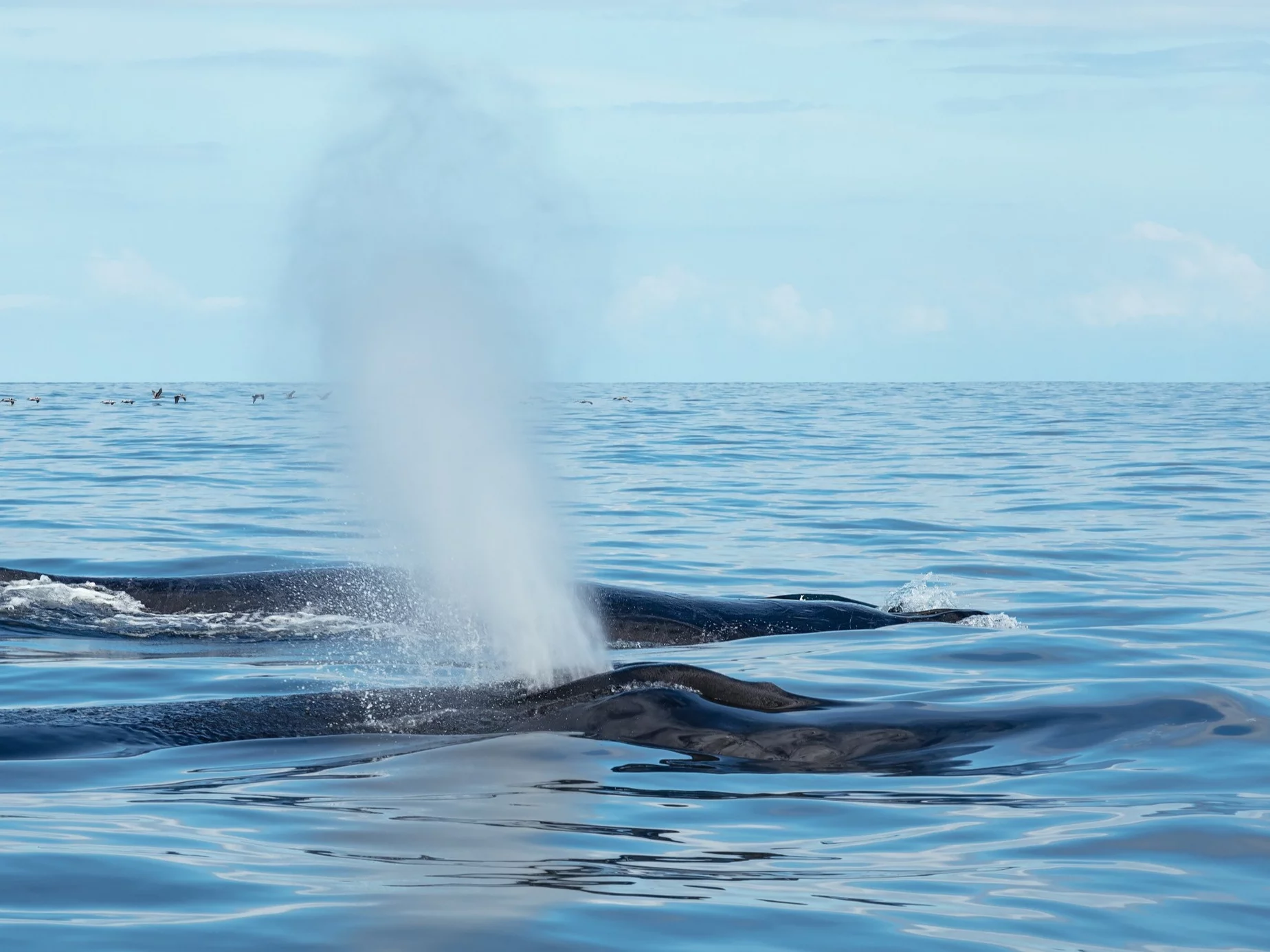 Wieloryb, zdjęcie ilustracyjne