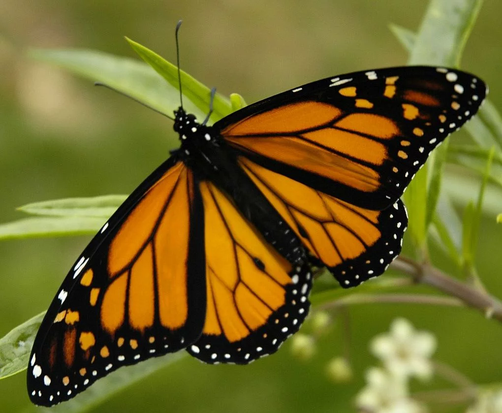 Motyl monarcha