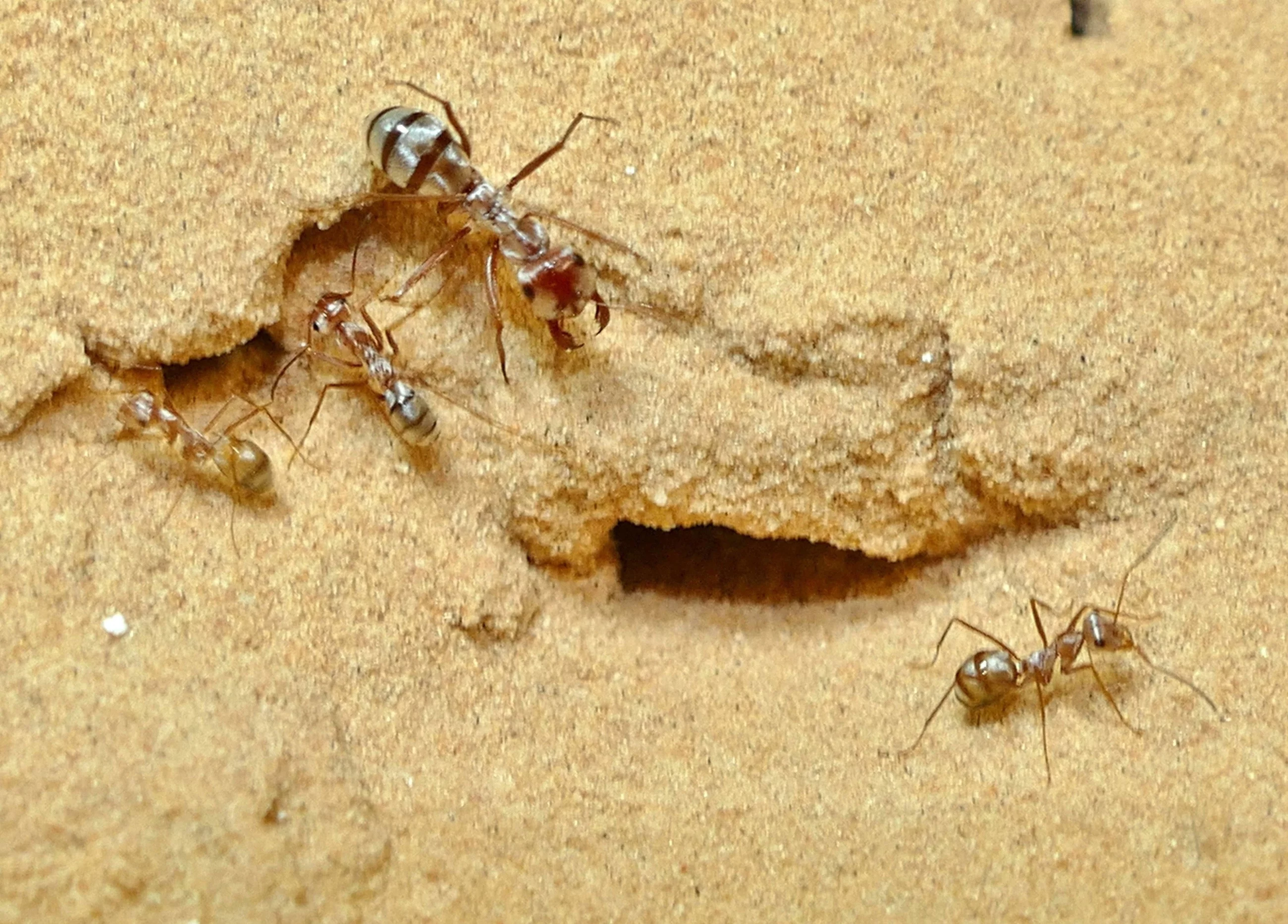 Cataglyphis bombycina - najszybsze na świecie mrówki