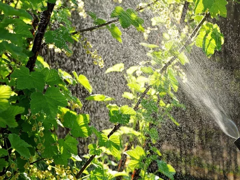 Naturalne opryski na  mszyce