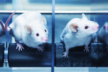 Myszy w laboratorium
