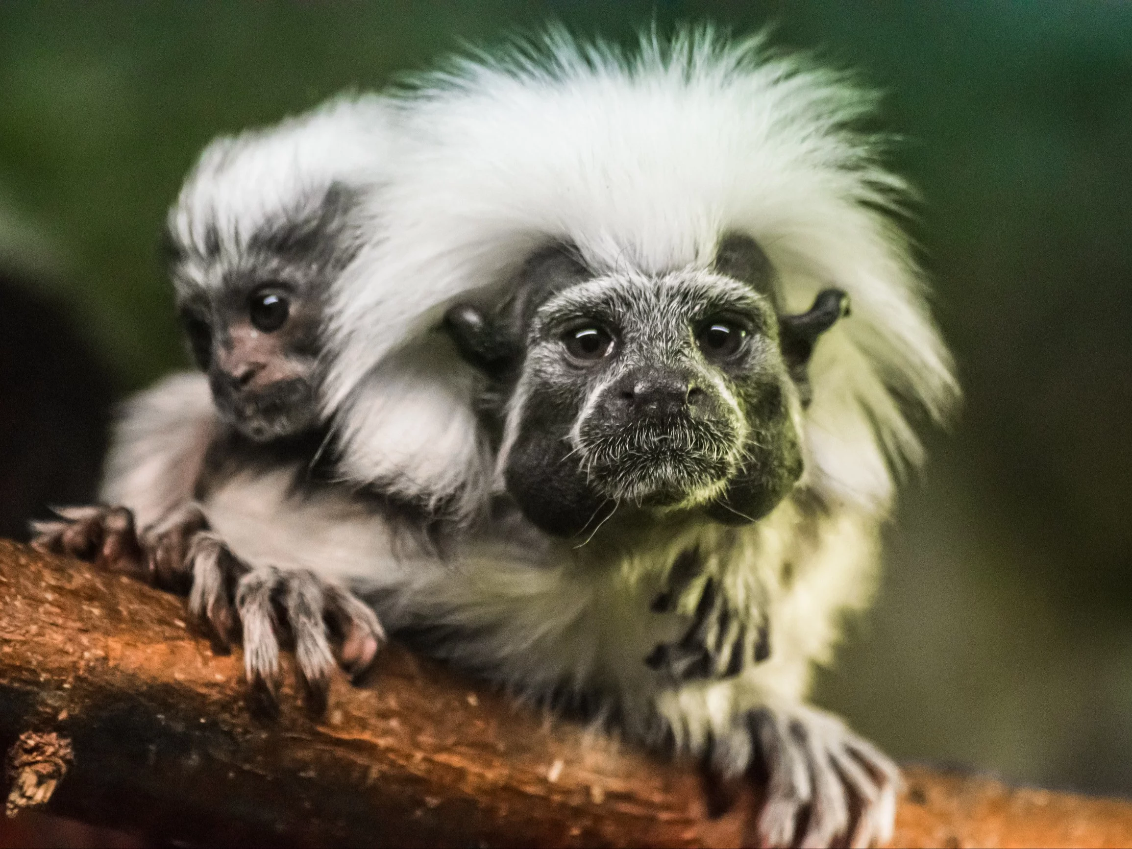 Saguinus oedipus