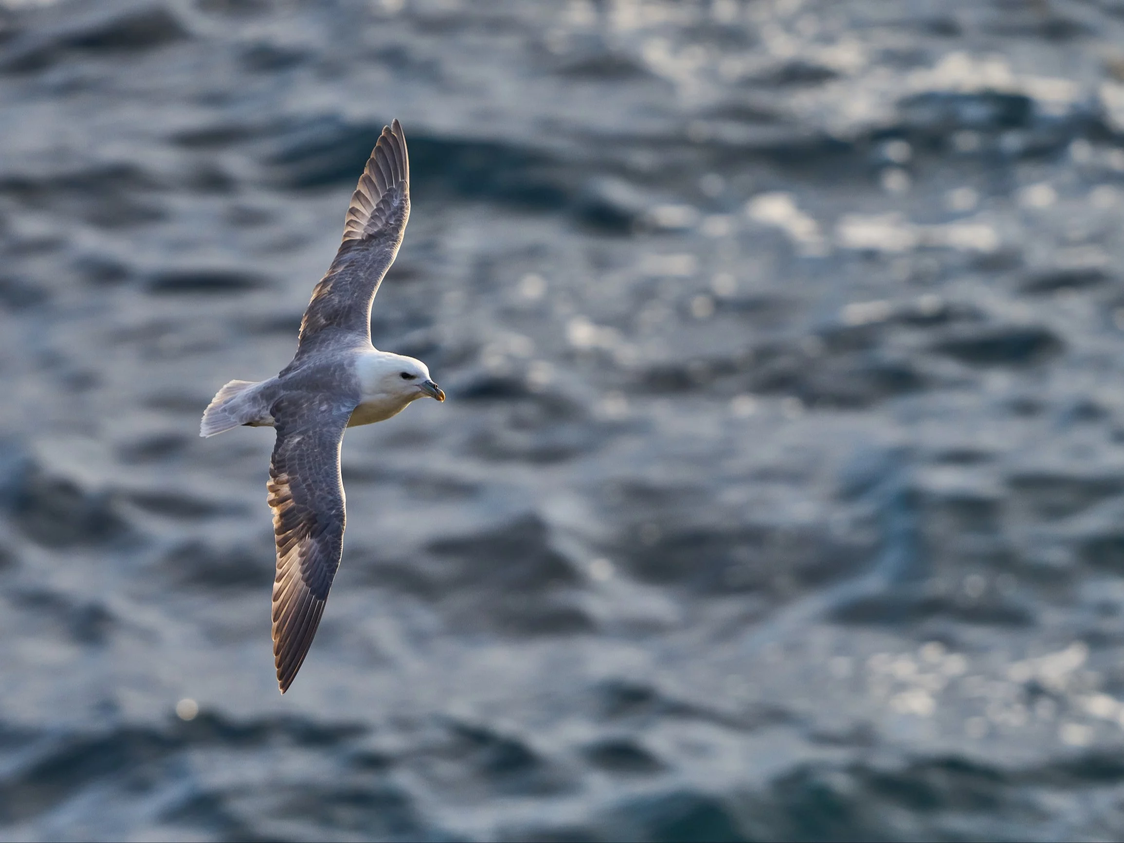 Fulmar nad Bałtykiem