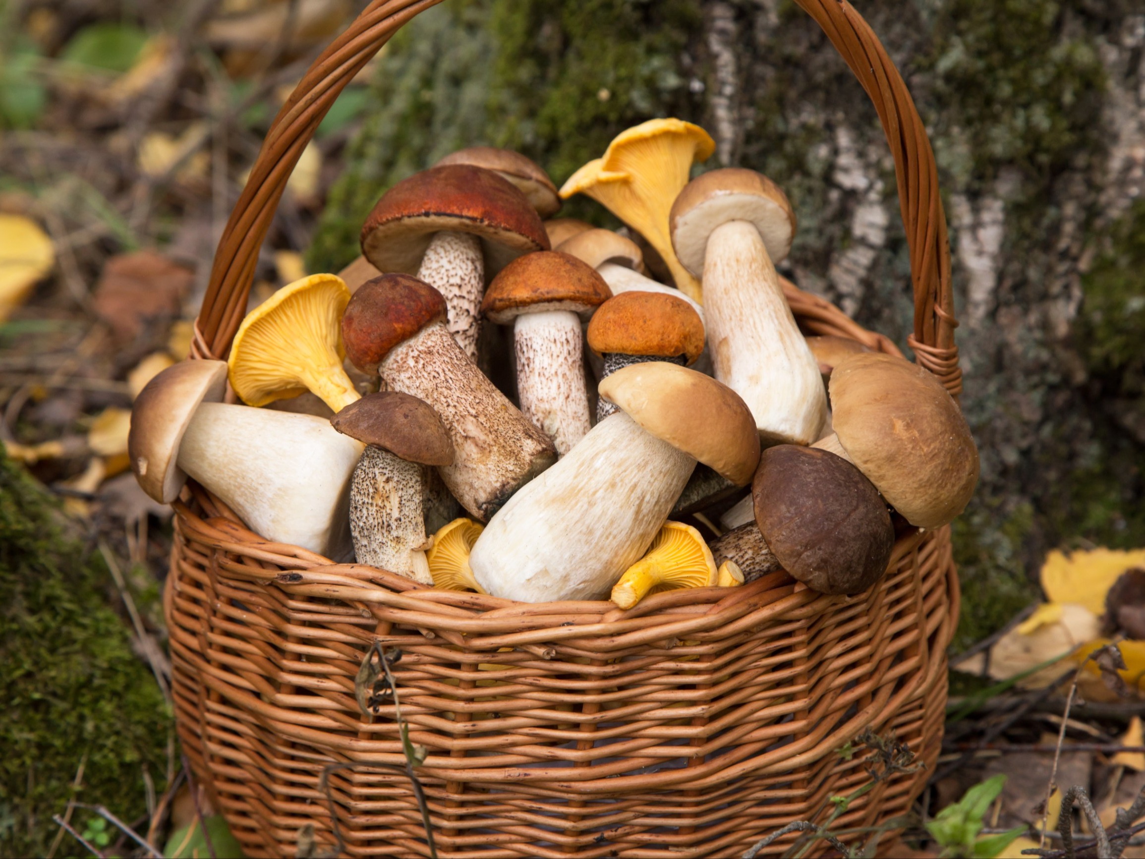 Niemcy mają dość. „Kradną grzyby i sprzedają jako polskie”