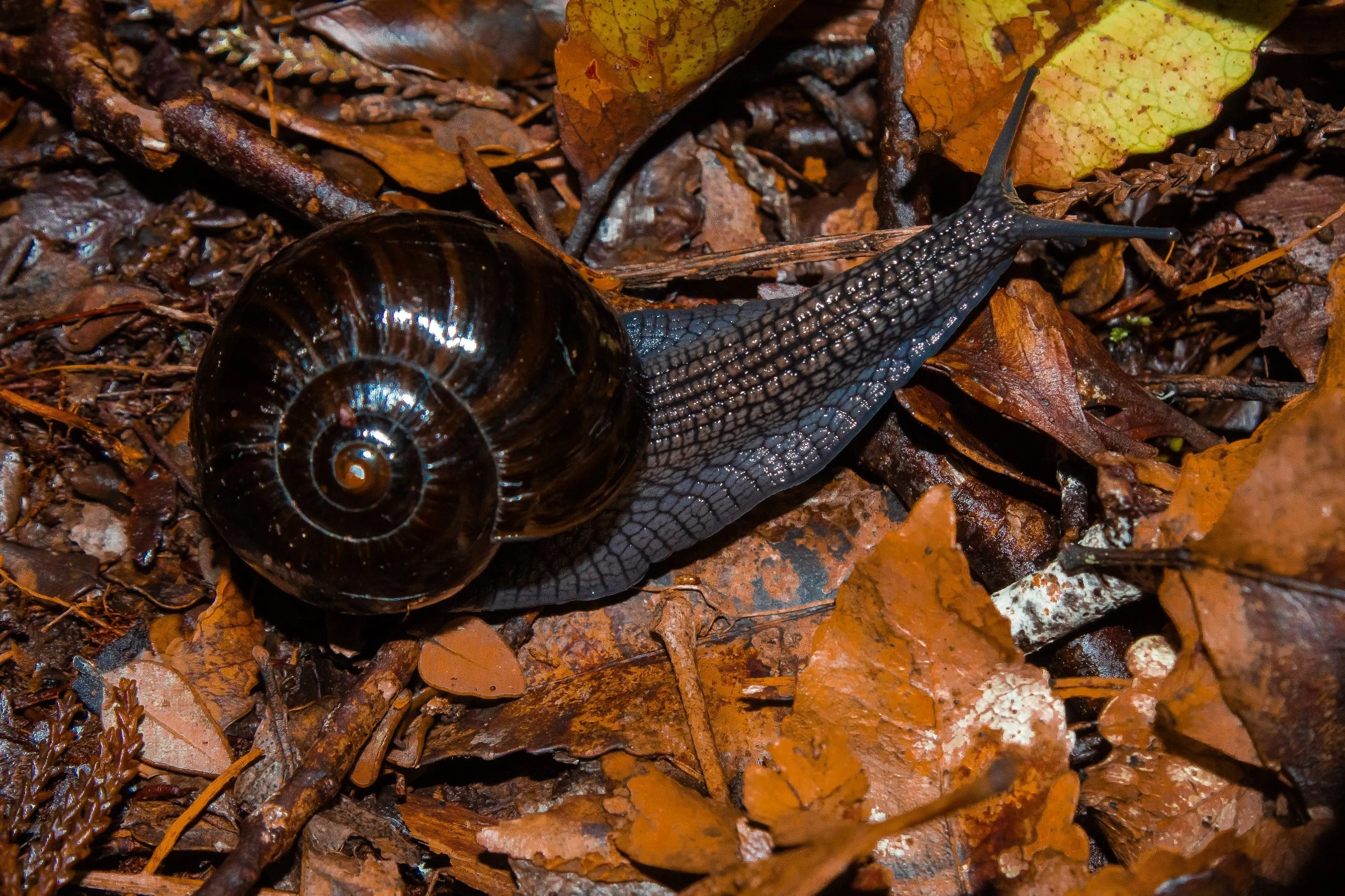 Ślimak Powelliphanta augusta