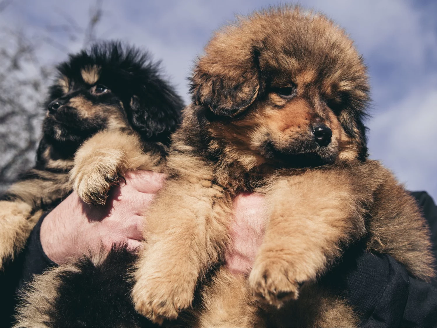 Ranking najdroższych ras psów. Numer jeden bije wszystkie na głowę