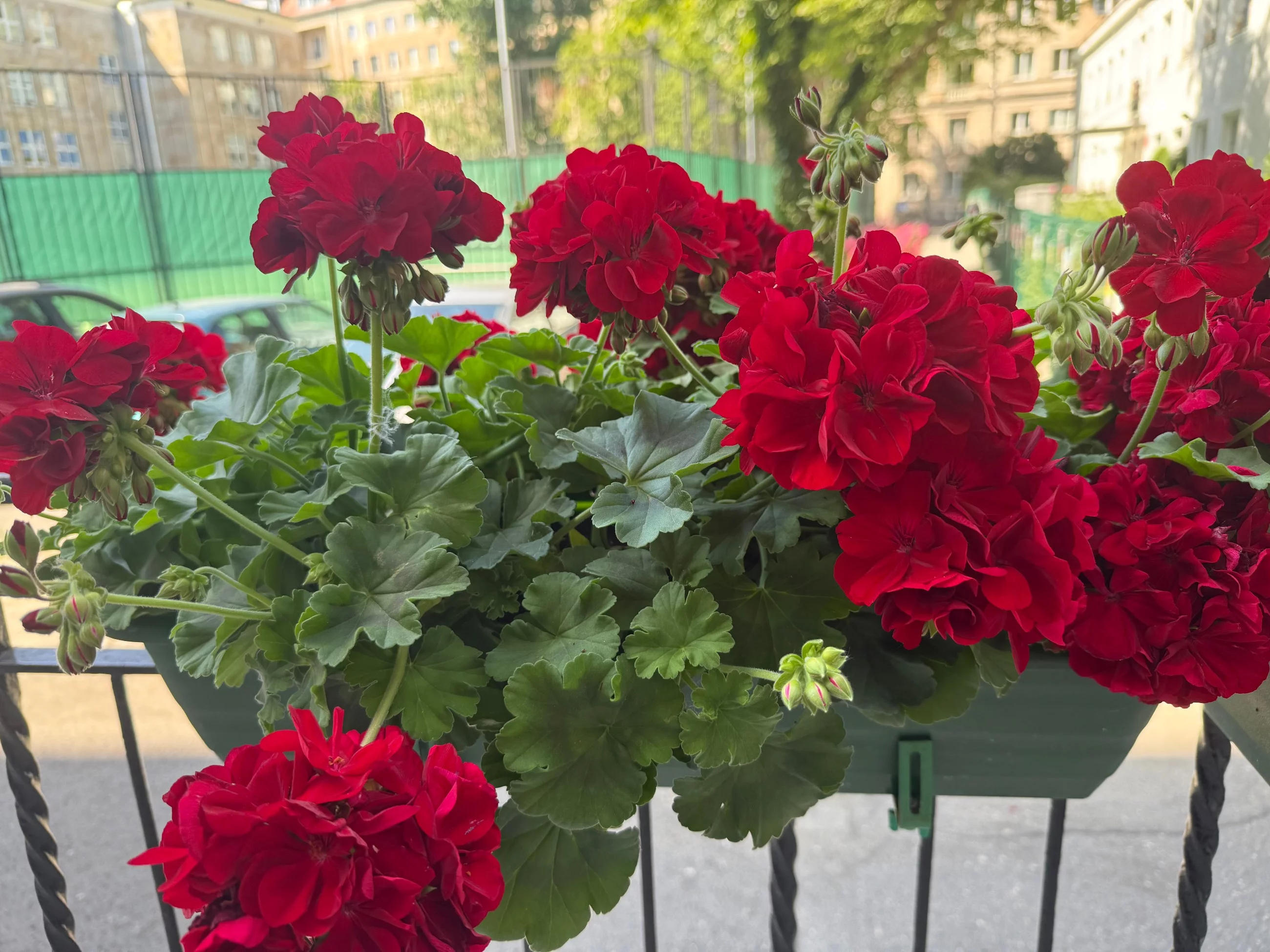 Pelargonie kwitną najobficiej wtedy, gdy regularne nawożenie łączy się z właściwym podlewaniem i usuwaniem przekwitłych kwiatostanów