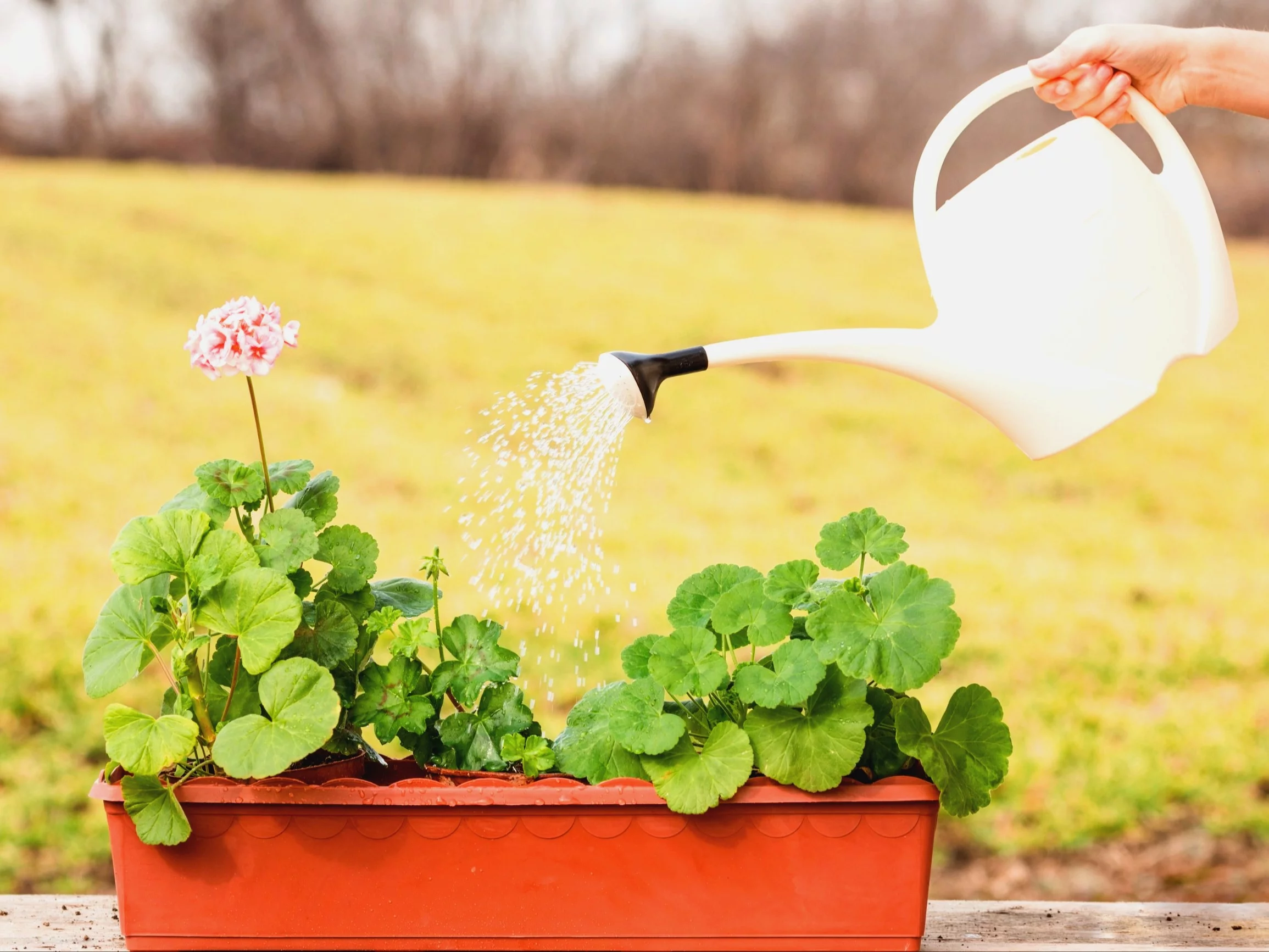 Odżywianie pelargonii