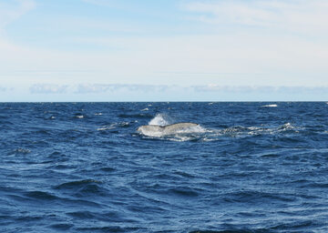 Najlepsze miejsce do obserwacji wielorybów to północne wody Islandii