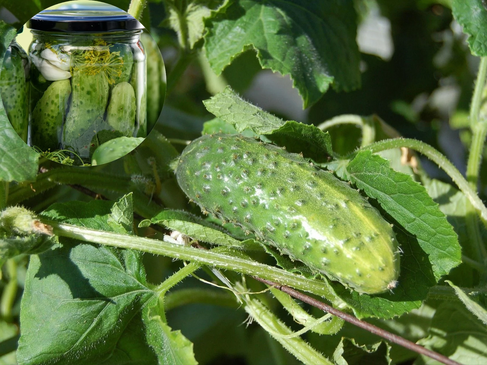 Najlepsze ogórki do kiszenia to odmiany grubobrodawkowe z małą komorą nasienną – po fermentacji pozostają jędrne, chrupiące i pełne smaku
