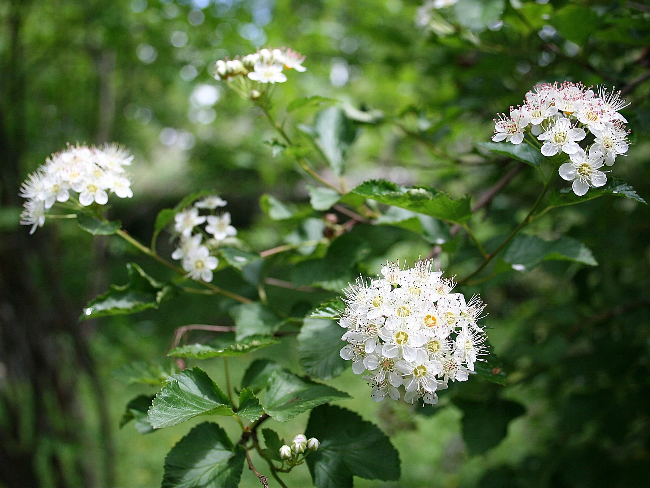 Pęcherznica kalinolistna, Physocarpus opulifolius