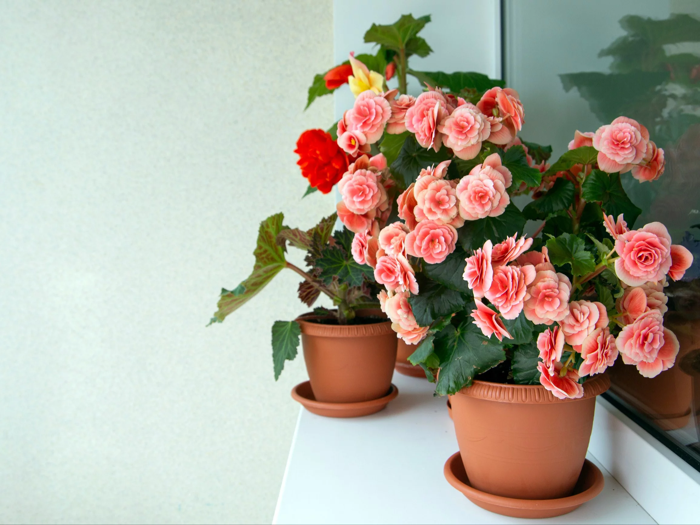 Niezawodny sposób na zimowanie begonii