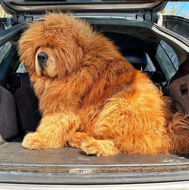 Mastify tybetańskie z hodowli Kinu Liutas Kennel