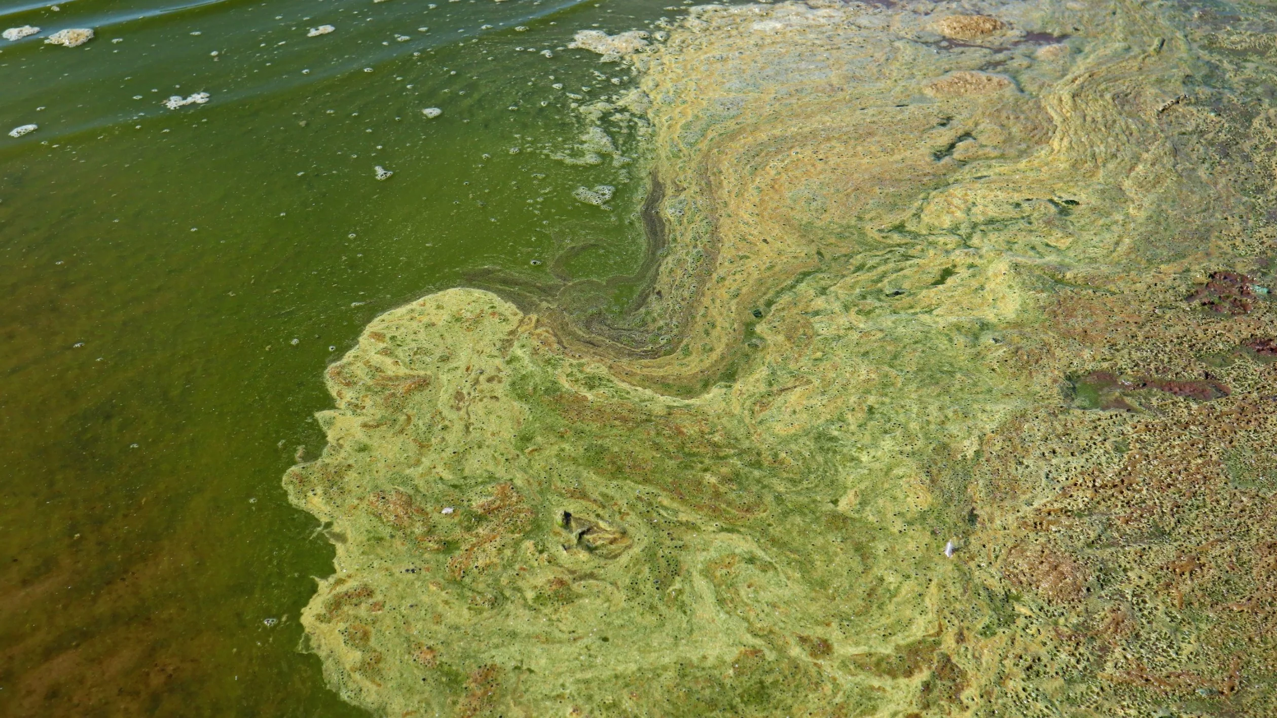 Największe tropikalne jezioro pozieleniało. Naukowcy biją na alarm