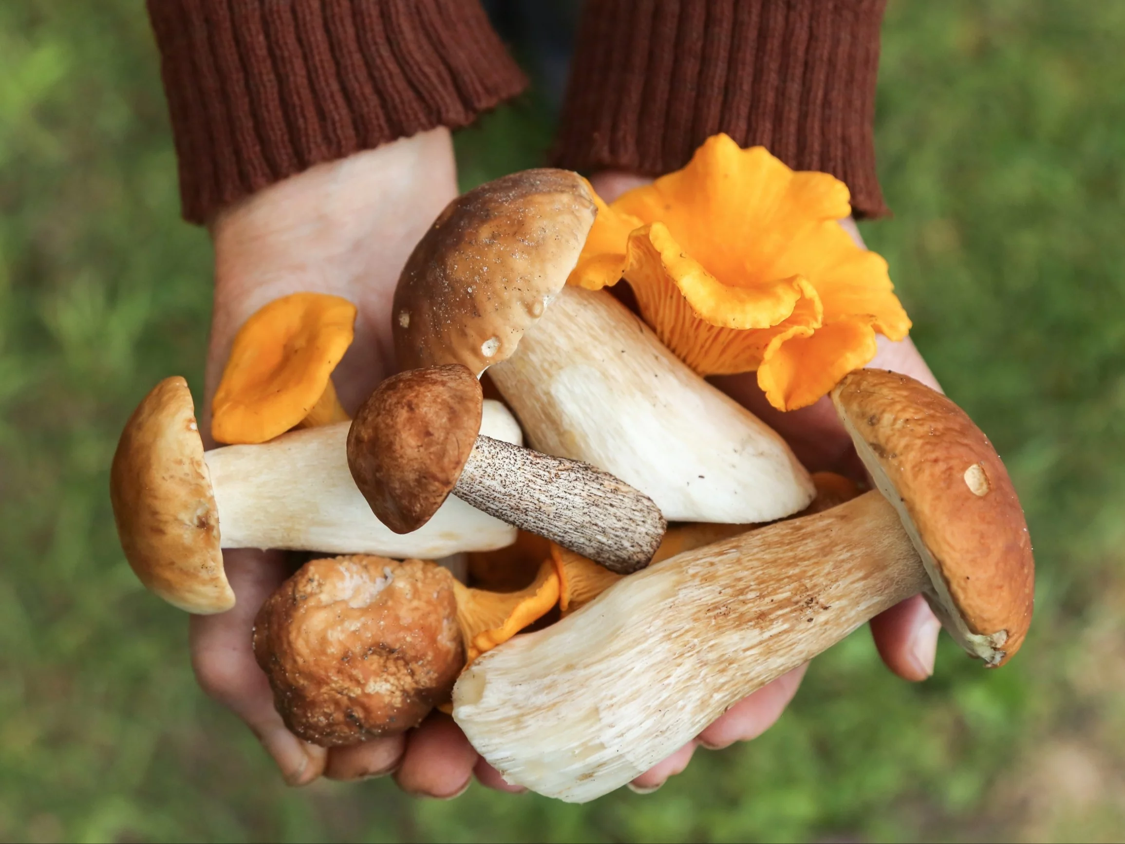 Jakie są najzdrowsze polskie grzyby? Dietetyk mówi o „długowieczności”