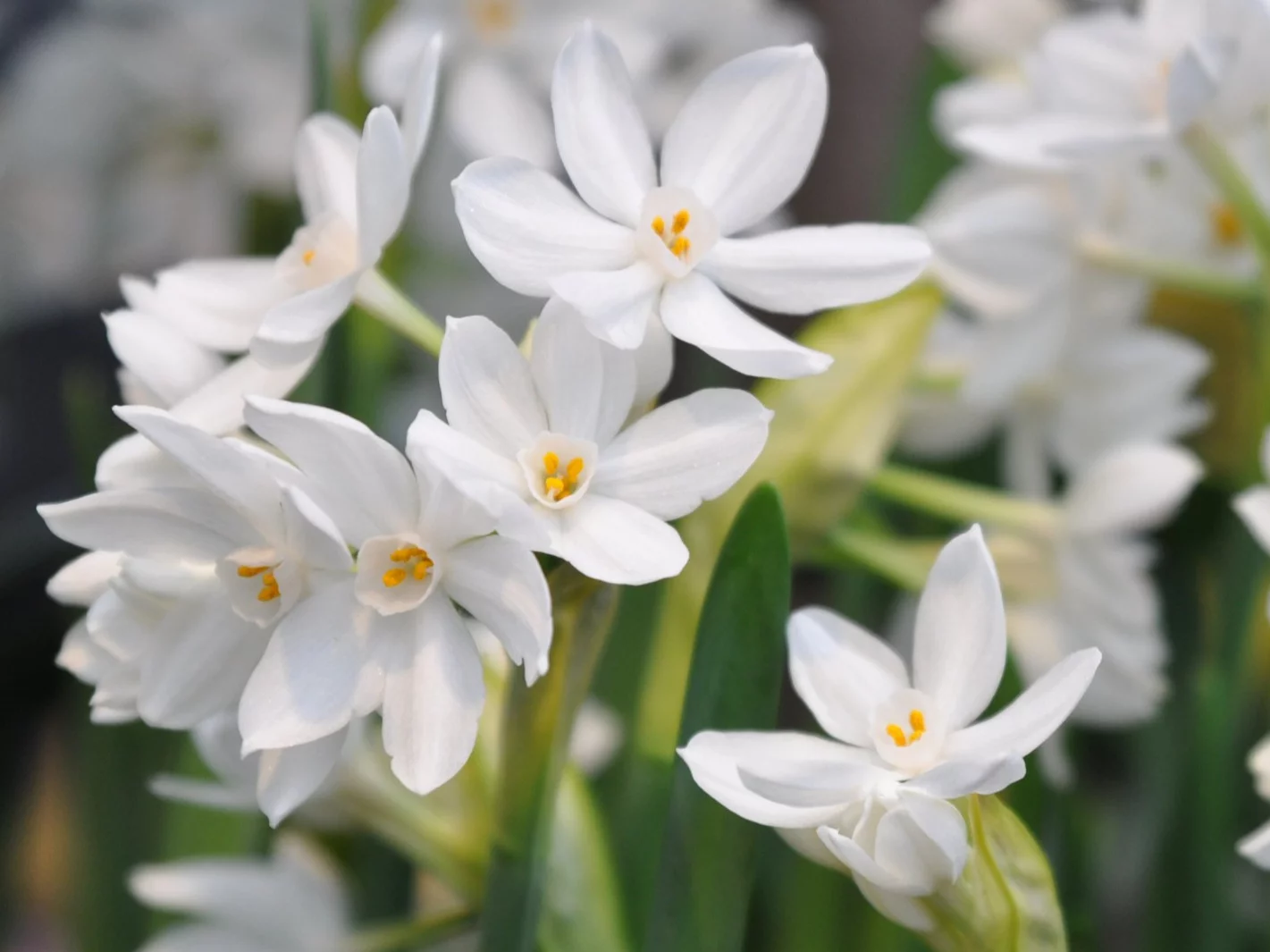 Narcyz „Paperwhite Ziva” w pełnym rozkwicie – białe kwiaty i pierniczkowy zapach wprowadzają świąteczny klimat do domu