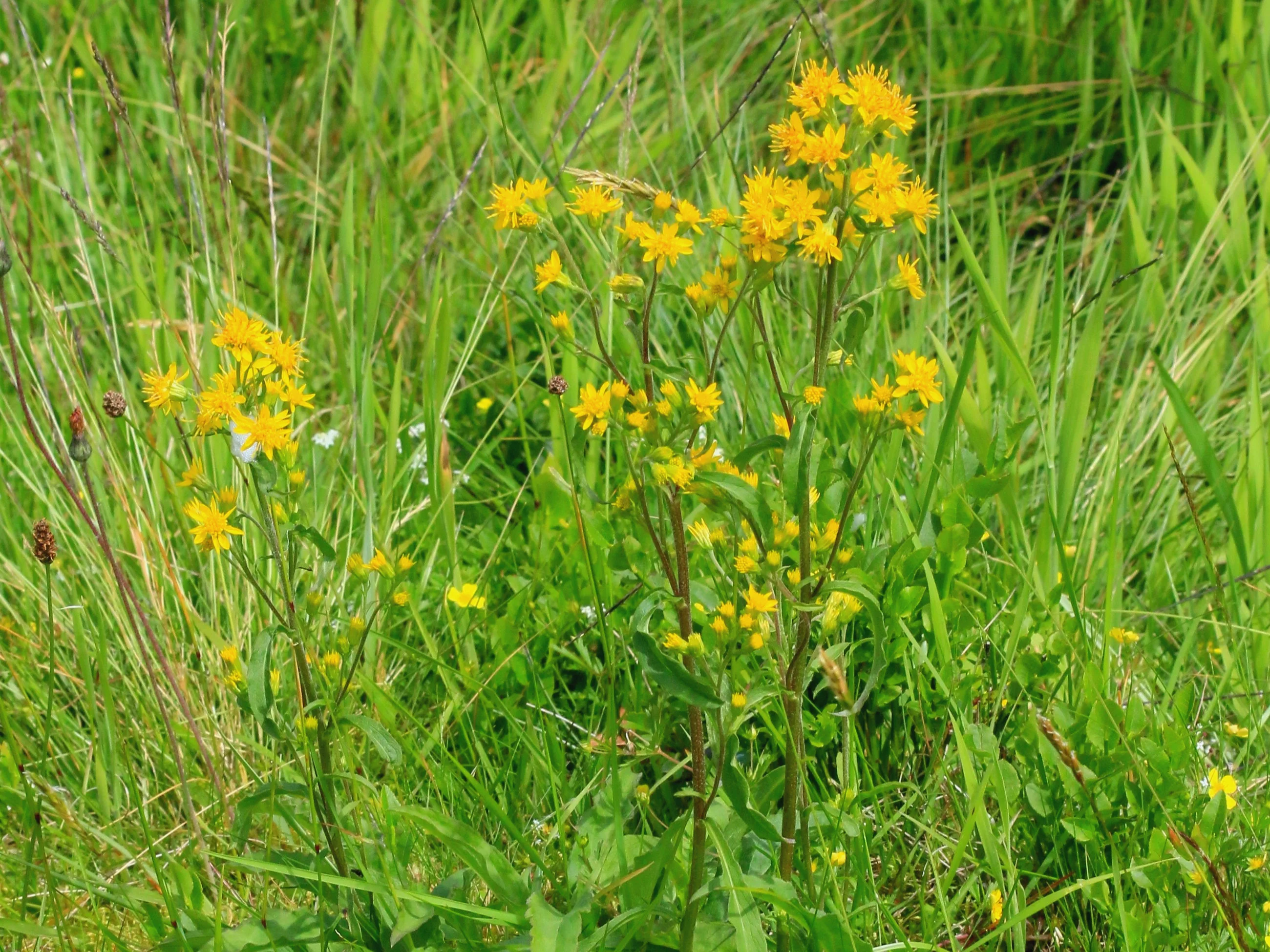 Nawłoć pospolita / Solidago virgaurea