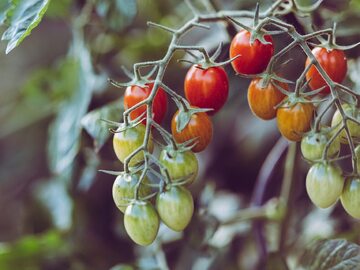 Naturalny nawóz sprawi, że twoje plony pomidorów będą obfite