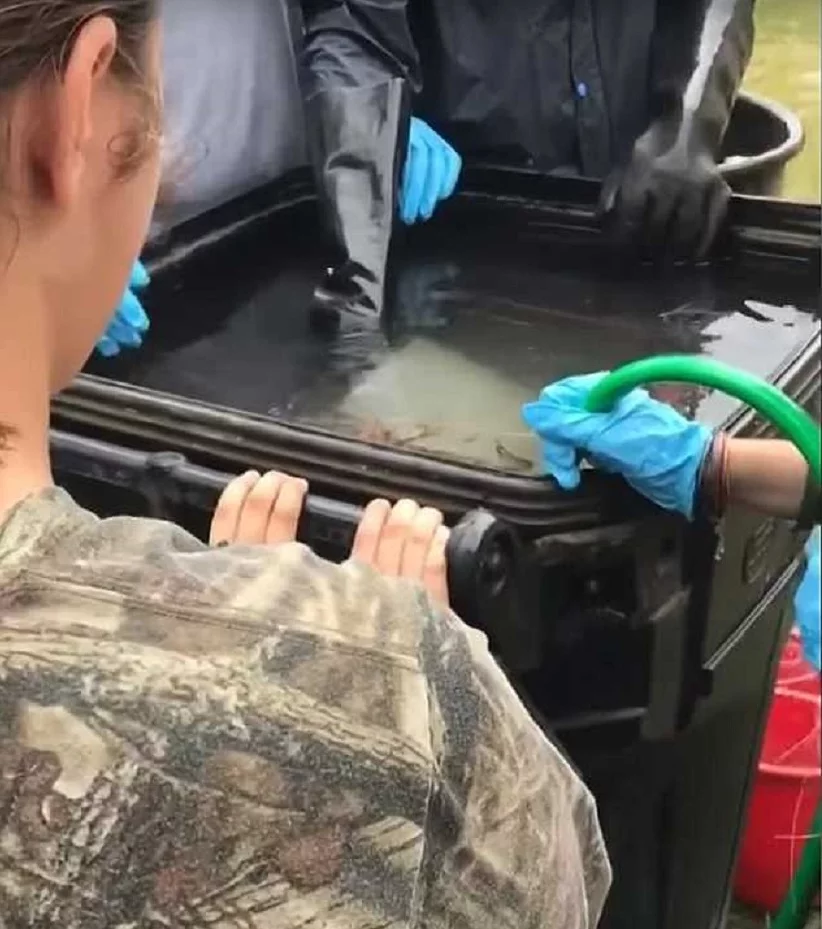 Znęcanie się nad szopami