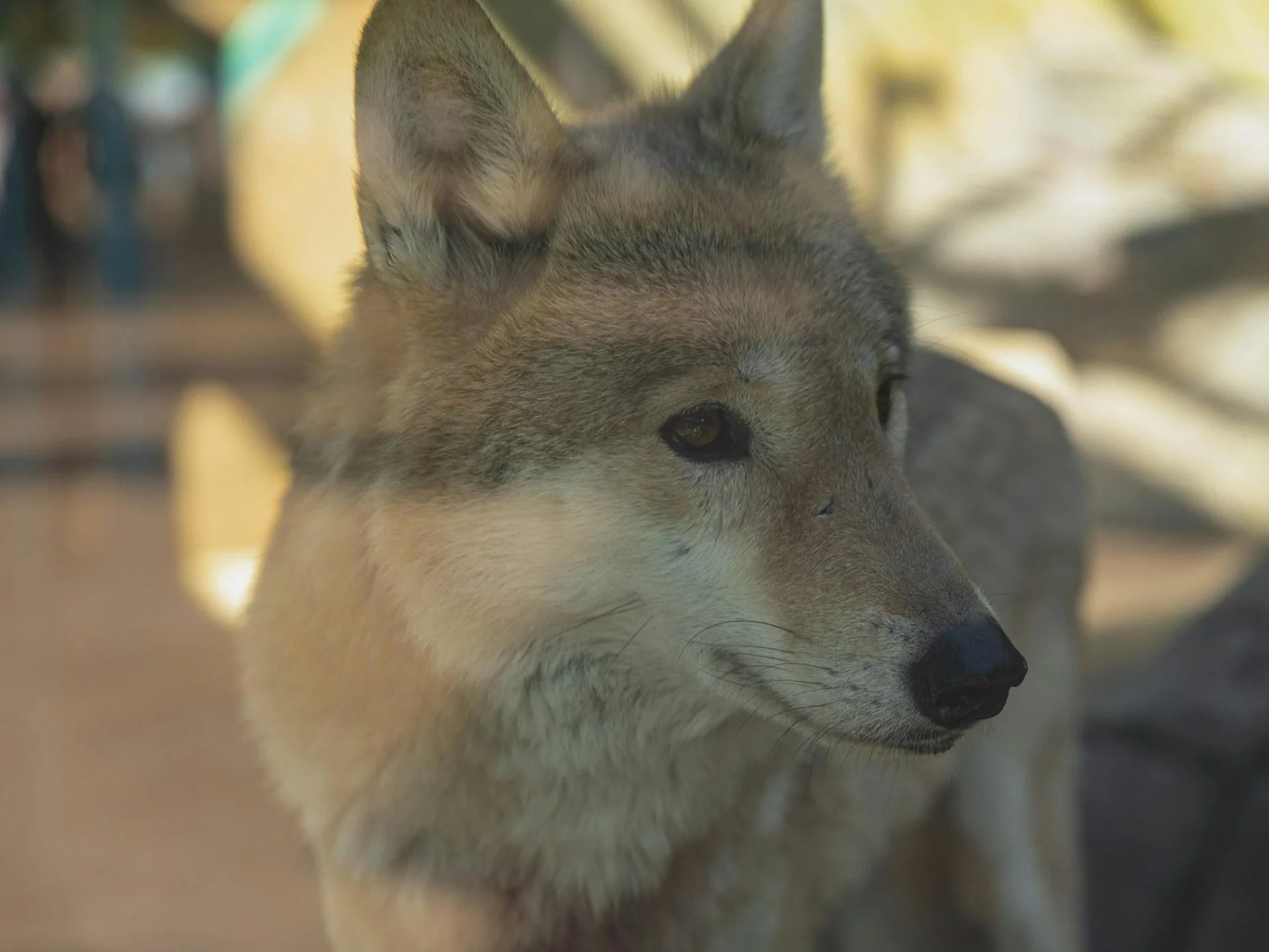 Naukowcy obalili popularny mit. Ten gatunek nie wróci