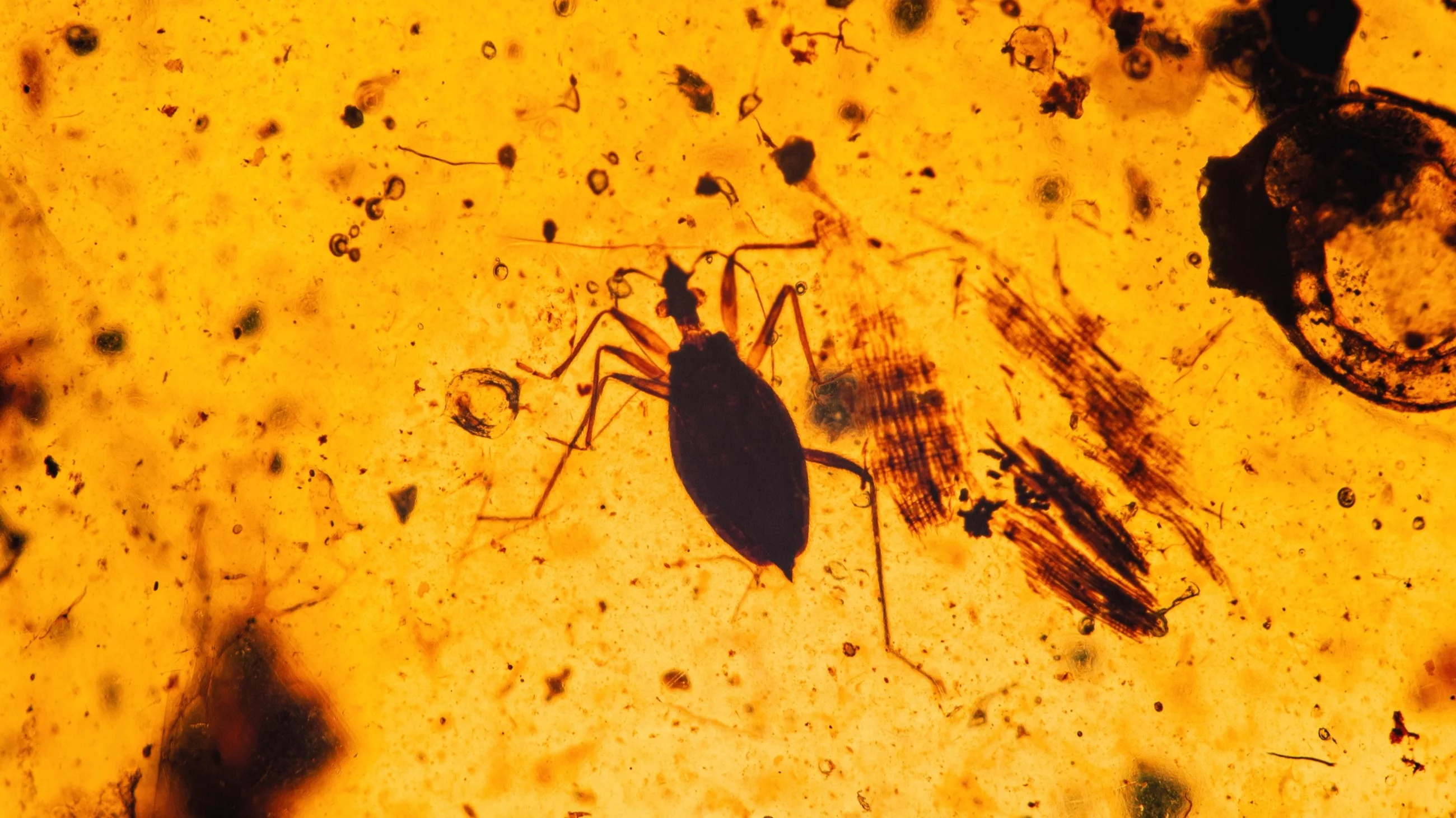 Owady sprzed 99 milionów lat zamknięte w bursztynie. Nowe odkrycie zmienia wiedzę o ewolucji