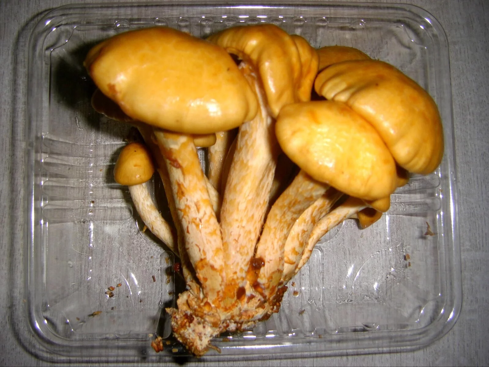 Grzyby nameko