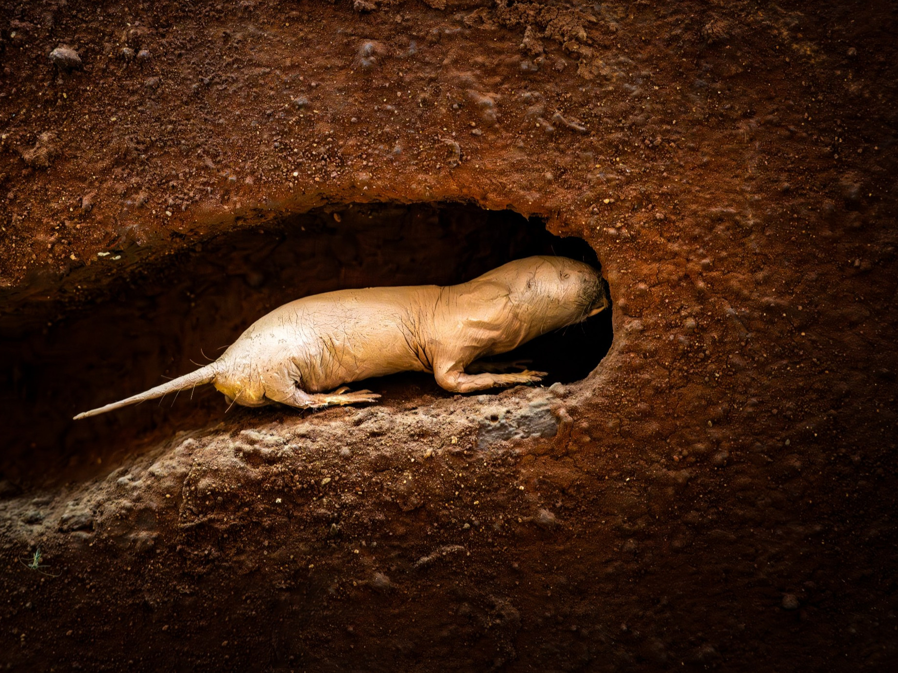 Te zwierzęta żyją nawet 10 razy dłużej. Naukowcy o krok od zrozumienia ich tajemnicy