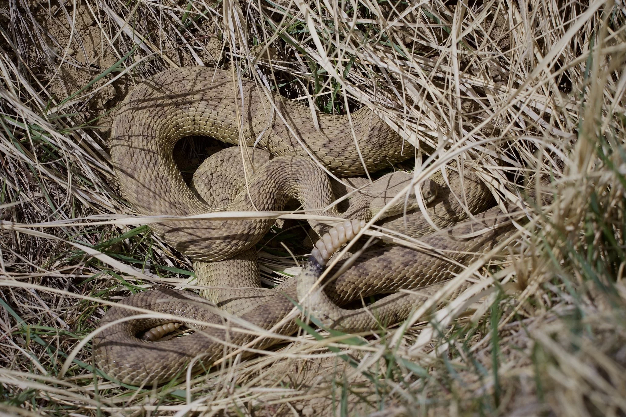 Pokazali nagranie z jaskiń grzechotników. Wielu się zdziwiło