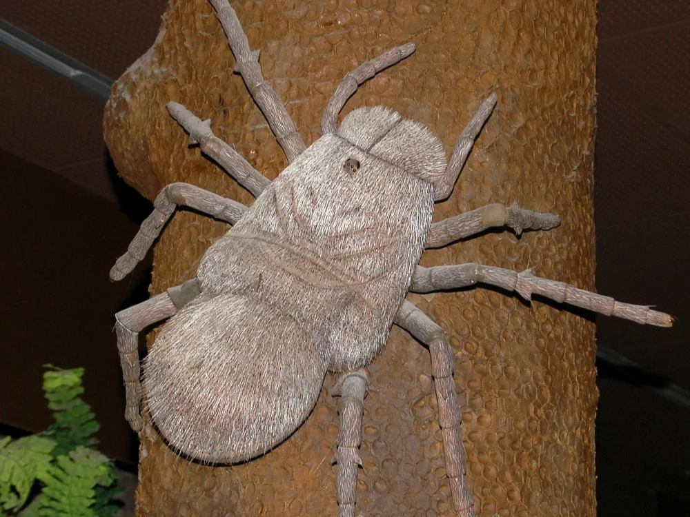 Rekonstrukcja Megarachne