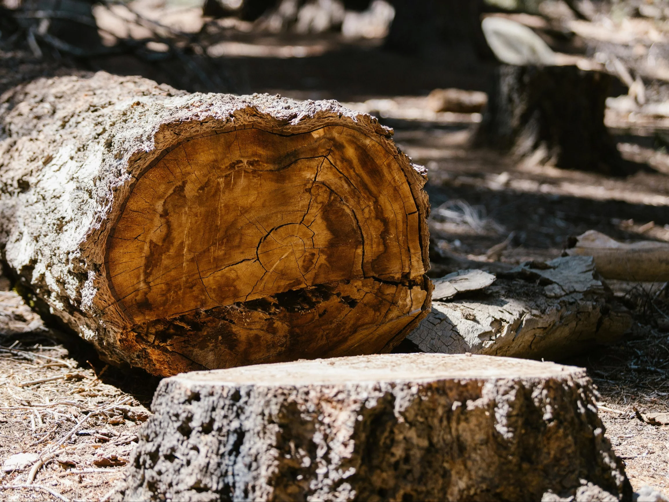 Pień po ściętym drzewie