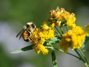 Nawłoć jest niekorzystna dla pszczół i rolnictwa