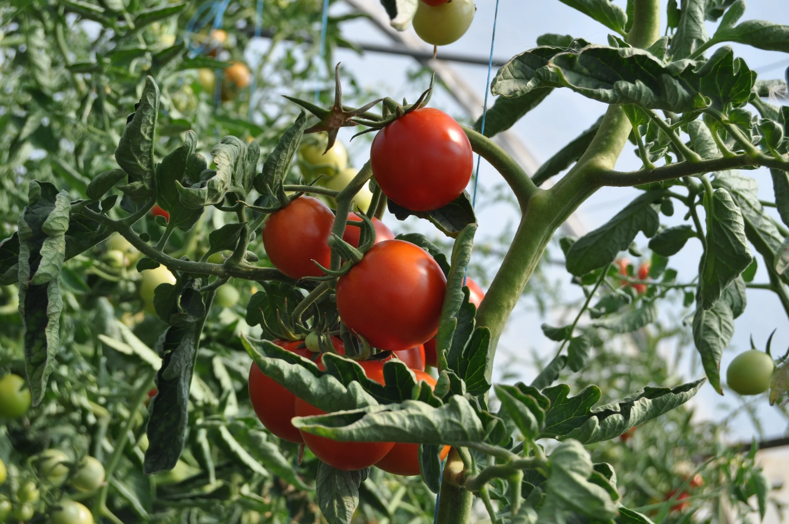 Herbatka kompostowa z trawy odżywia pomidory, pomaga roślinom zmęczonym suszą