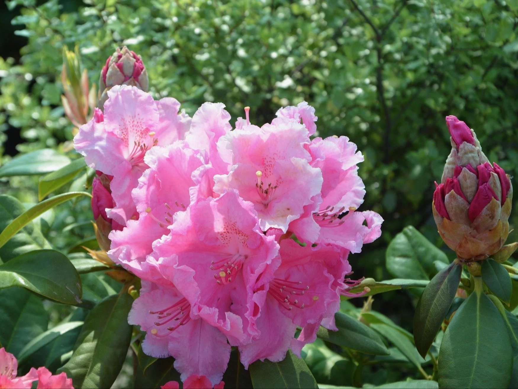 Rododendron